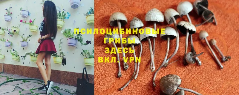 Псилоцибиновые грибы MAGIC MUSHROOMS  купить наркоту  Морозовск 